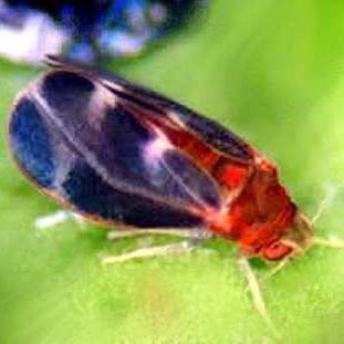 Pesquisadores do ITP desenvolvem bionseticida para combater a mosca negra do citros